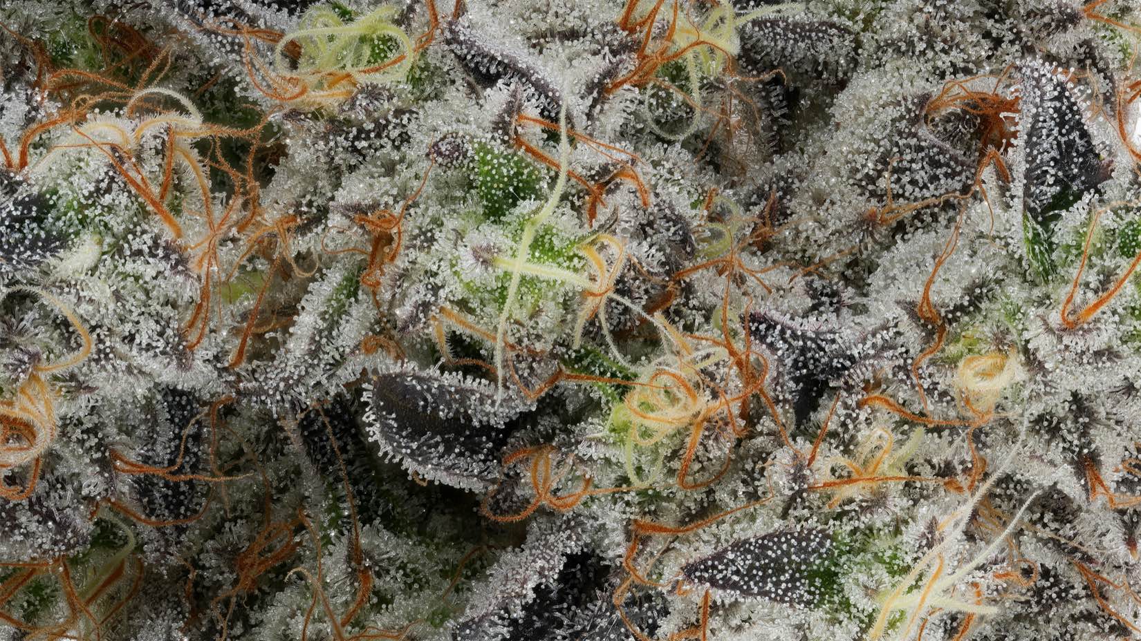 Extreme macro of frosted, trichome-heavy Lumpy's flower