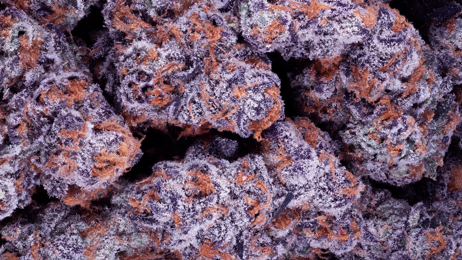Macro pile of purple and amber Lumpy's Flowers buds