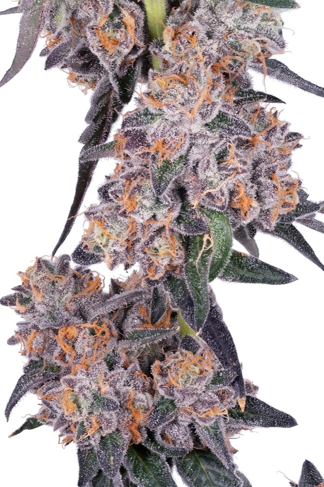 Gary Payton cola — a tall column of frosted violet buds with bright orange pistils shot on white