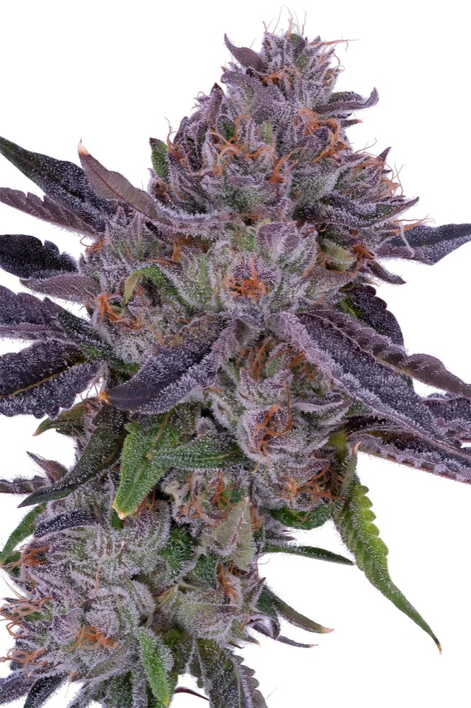 Lemon Cherry Gelato cola — a tall violet cola framed by dark purple fan leaves shot on white
