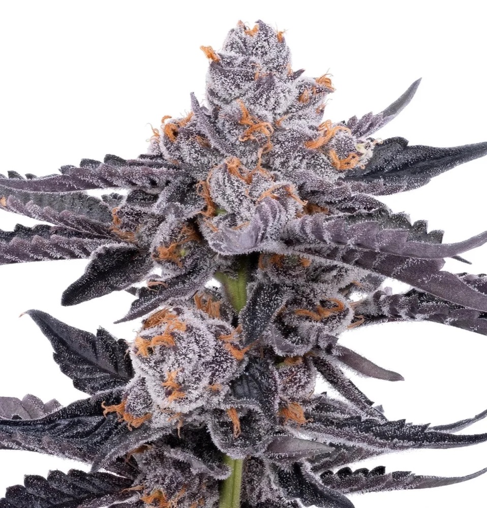 Strawberry Peelz cola — a frosted purple flower with bright orange pistils shot on white