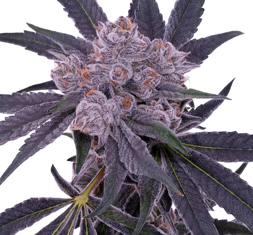 Pop Rox cola — a frost-caked purple bud with near-black fan leaves shot on white