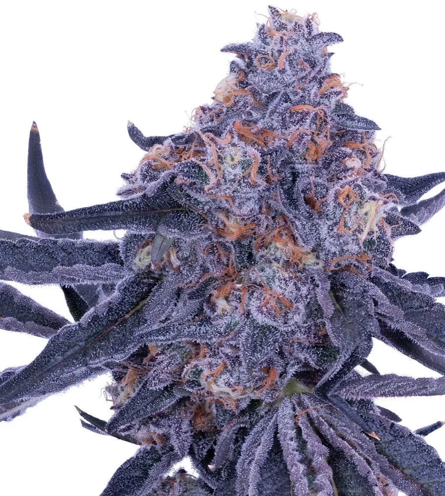 Zoap cola — a frost-heavy violet flower shot on white